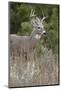 White-Tailed Deer (Whitetail Deer) (Virginia Deer) (Odocoileus Virginianus) Buck-James Hager-Mounted Photographic Print