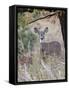 White-Tailed Deer (Whitetail Deer) (Virginia Deer) (Odocoileus Virginianus) Doe-James Hager-Framed Stretched Canvas