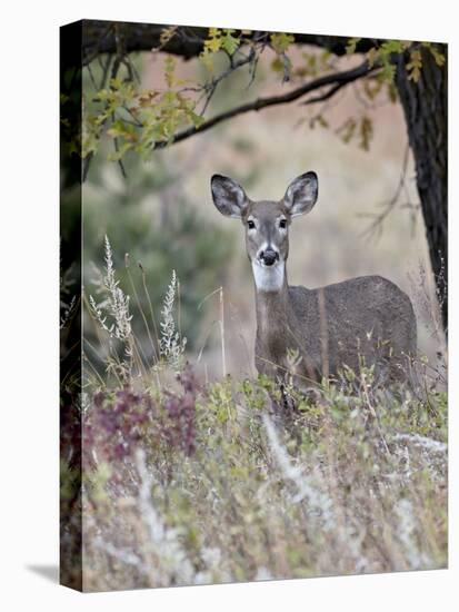 White-Tailed Deer (Whitetail Deer) (Virginia Deer) (Odocoileus Virginianus) Doe-James Hager-Stretched Canvas