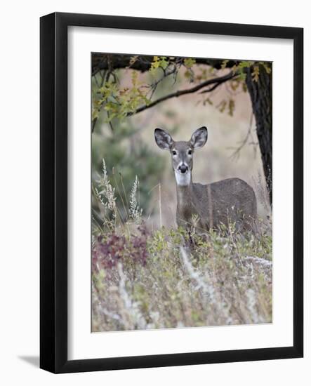 White-Tailed Deer (Whitetail Deer) (Virginia Deer) (Odocoileus Virginianus) Doe-James Hager-Framed Photographic Print