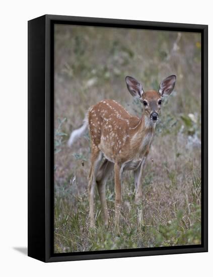 White-Tailed Deer (Whitetail Deer) (Virginia Deer) (Odocoileus Virginianus) Fawn-James Hager-Framed Stretched Canvas