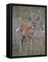 White-Tailed Deer (Whitetail Deer) (Virginia Deer) (Odocoileus Virginianus) Fawn-James Hager-Framed Stretched Canvas