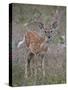 White-Tailed Deer (Whitetail Deer) (Virginia Deer) (Odocoileus Virginianus) Fawn-James Hager-Stretched Canvas