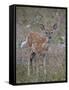 White-Tailed Deer (Whitetail Deer) (Virginia Deer) (Odocoileus Virginianus) Fawn-James Hager-Framed Stretched Canvas