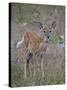 White-Tailed Deer (Whitetail Deer) (Virginia Deer) (Odocoileus Virginianus) Fawn-James Hager-Stretched Canvas