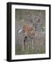 White-Tailed Deer (Whitetail Deer) (Virginia Deer) (Odocoileus Virginianus) Fawn-James Hager-Framed Photographic Print