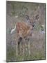 White-Tailed Deer (Whitetail Deer) (Virginia Deer) (Odocoileus Virginianus) Fawn-James Hager-Mounted Photographic Print