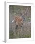 White-Tailed Deer (Whitetail Deer) (Virginia Deer) (Odocoileus Virginianus) Fawn-James Hager-Framed Photographic Print