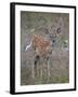 White-Tailed Deer (Whitetail Deer) (Virginia Deer) (Odocoileus Virginianus) Fawn-James Hager-Framed Photographic Print