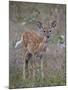 White-Tailed Deer (Whitetail Deer) (Virginia Deer) (Odocoileus Virginianus) Fawn-James Hager-Mounted Photographic Print