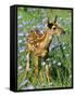 White-Tailed Deer-null-Framed Stretched Canvas