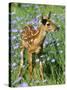 White-Tailed Deer-null-Stretched Canvas