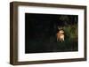 White-Tailed Deer-W. Perry Conway-Framed Photographic Print