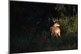 White-Tailed Deer-W. Perry Conway-Mounted Photographic Print