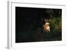 White-Tailed Deer-W. Perry Conway-Framed Photographic Print