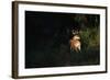 White-Tailed Deer-W. Perry Conway-Framed Photographic Print