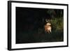 White-Tailed Deer-W. Perry Conway-Framed Photographic Print