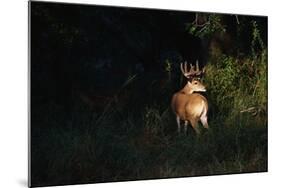 White-Tailed Deer-W. Perry Conway-Mounted Photographic Print