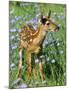 White-Tailed Deer-null-Mounted Photographic Print