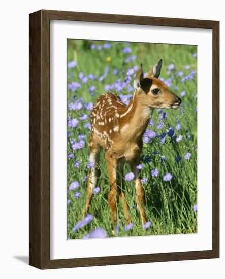 White-Tailed Deer-null-Framed Photographic Print