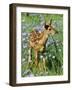 White-Tailed Deer-null-Framed Photographic Print