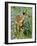 White-Tailed Deer-null-Framed Photographic Print