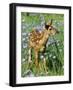 White-Tailed Deer-null-Framed Photographic Print