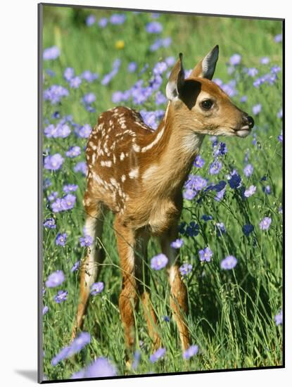 White-Tailed Deer-null-Mounted Photographic Print