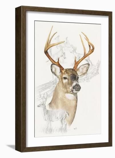 White Tailed Deer-Barbara Keith-Framed Giclee Print