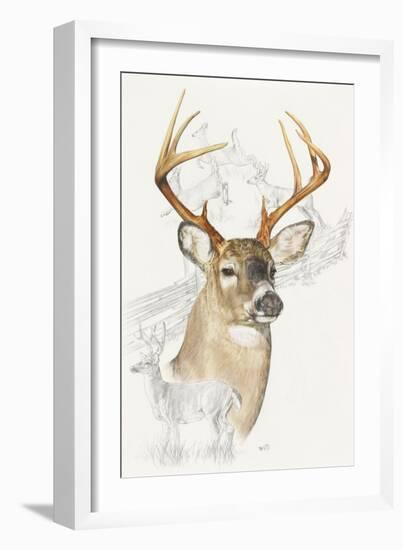 White Tailed Deer-Barbara Keith-Framed Giclee Print