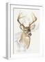 White Tailed Deer-Barbara Keith-Framed Giclee Print