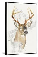White Tailed Deer-Barbara Keith-Framed Stretched Canvas