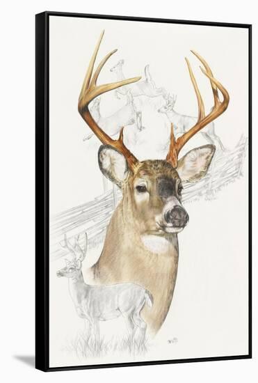 White Tailed Deer-Barbara Keith-Framed Stretched Canvas