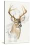 White Tailed Deer-Barbara Keith-Stretched Canvas