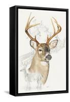 White Tailed Deer-Barbara Keith-Framed Stretched Canvas