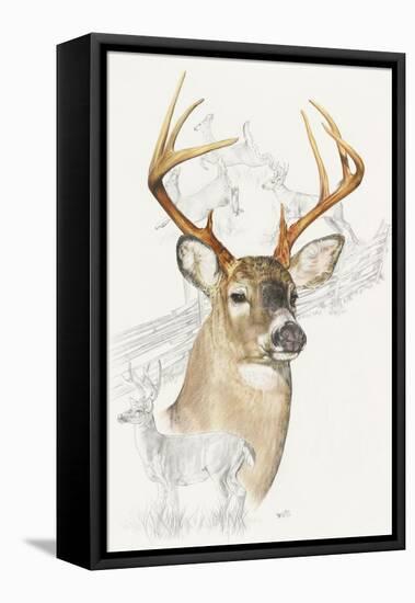 White Tailed Deer-Barbara Keith-Framed Stretched Canvas