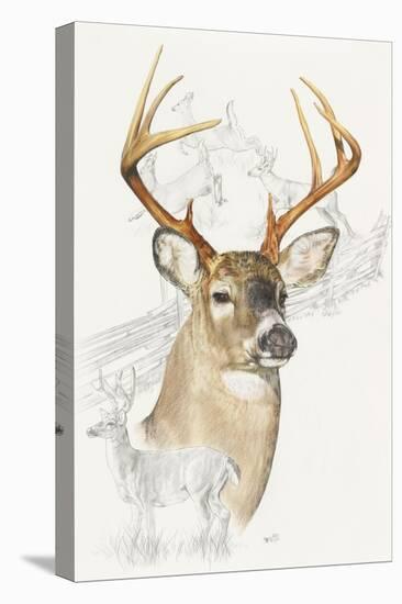White Tailed Deer-Barbara Keith-Stretched Canvas