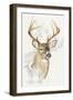 White Tailed Deer-Barbara Keith-Framed Premium Giclee Print