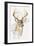 White Tailed Deer-Barbara Keith-Framed Premium Giclee Print