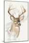 White Tailed Deer-Barbara Keith-Mounted Premium Giclee Print