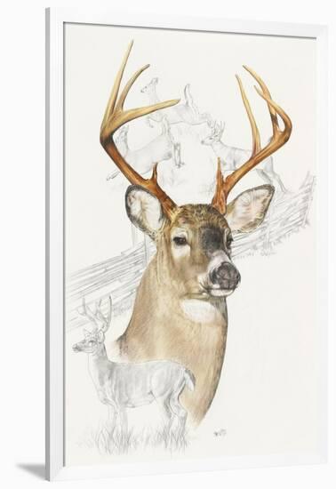 White Tailed Deer-Barbara Keith-Framed Giclee Print