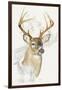 White Tailed Deer-Barbara Keith-Framed Giclee Print