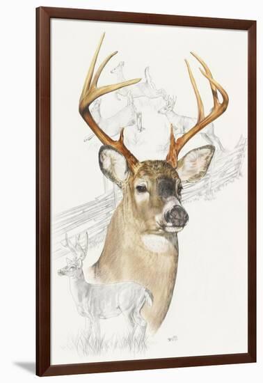 White Tailed Deer-Barbara Keith-Framed Giclee Print