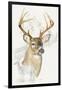 White Tailed Deer-Barbara Keith-Framed Giclee Print