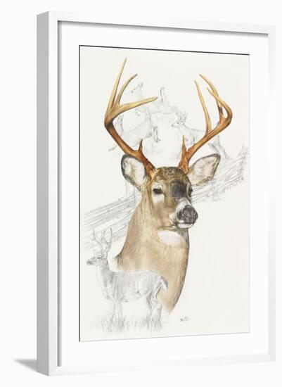 White Tailed Deer-Barbara Keith-Framed Giclee Print