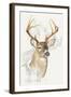 White Tailed Deer-Barbara Keith-Framed Giclee Print