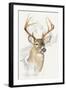 White Tailed Deer-Barbara Keith-Framed Giclee Print