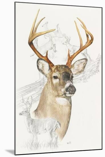 White Tailed Deer-Barbara Keith-Mounted Giclee Print