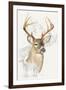 White Tailed Deer-Barbara Keith-Framed Giclee Print