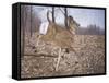 White-Tailed Deer-Rusty Frentner-Framed Stretched Canvas